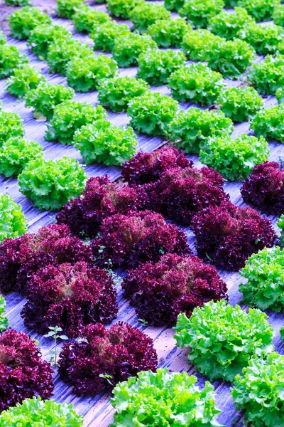 Organic green lettuce plants or salad vegetable cultivation in r — Stock Photo, Image