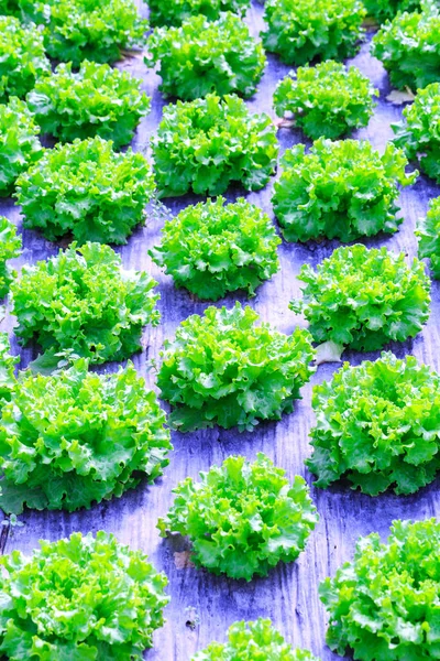 Organiske grønnsalatplanter eller dyrking av salat i r – stockfoto