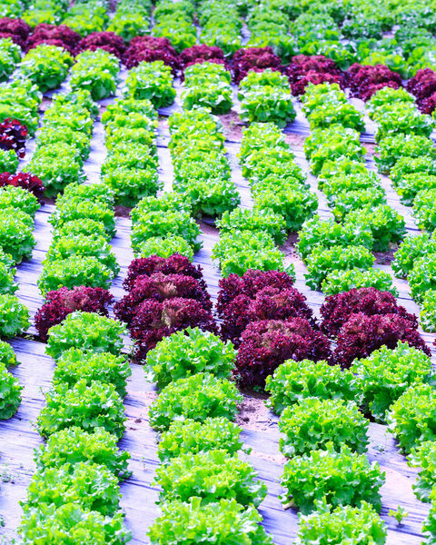 Organic green lettuce plants or salad vegetable cultivation in r