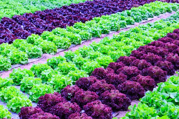 Ekologisk grön sallad växter eller sallad grönsaksodling i r — Stockfoto