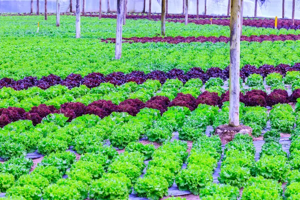 Organic green lettuce plants or salad vegetable cultivation in r — Stock Photo, Image