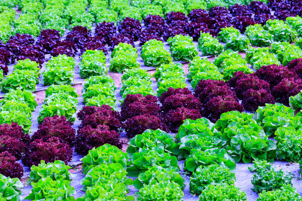 Organic green lettuce plants or salad vegetable cultivation in r