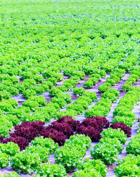 Ekologisk grön sallad växter eller sallad grönsaksodling i r — Stockfoto