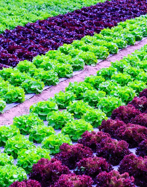 Organic green lettuce plants or salad vegetable cultivation in r — Stock Photo, Image