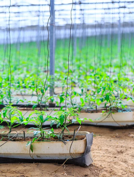 Flowering plants of tomatoes growing in the pots, inside giant p — Stock Photo, Image