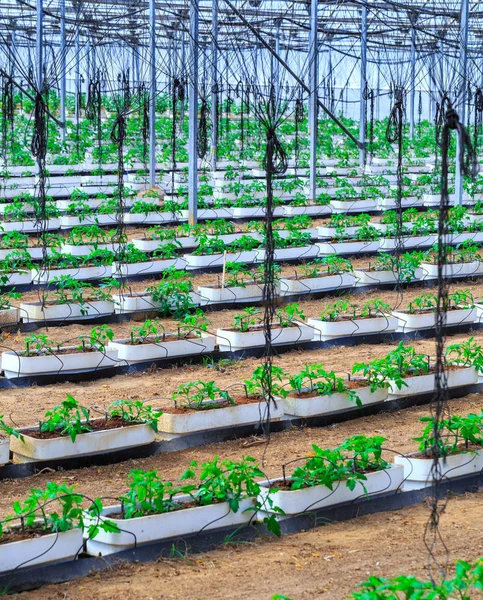 Flowering plants of tomatoes growing in the pots, inside giant p — Stock Photo, Image