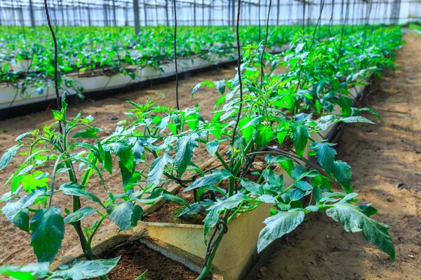 Flowering plants of tomatoes growing in the pots, inside giant p — Stock Photo, Image