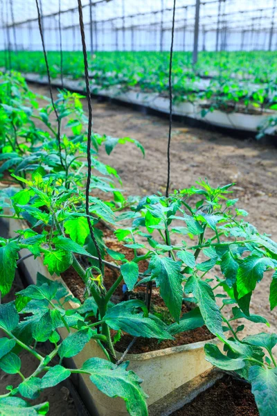 Ανθοφόρα φυτά ντομάτες καλλιέργεια στα δοχεία, μέσα στο γιγάντιο p — Φωτογραφία Αρχείου