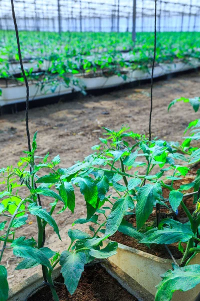 Bedektzadigen tomaten groeien in de potten, binnen giant p — Stockfoto