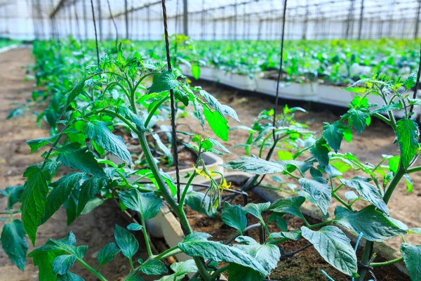 Flowering plants of tomatoes growing in the pots, inside giant p — Stock Photo, Image