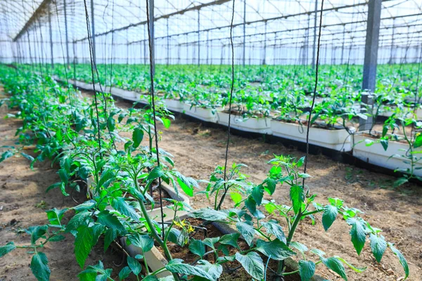 Ανθοφόρα φυτά ντομάτες καλλιέργεια στα δοχεία, μέσα στο γιγάντιο p — Φωτογραφία Αρχείου