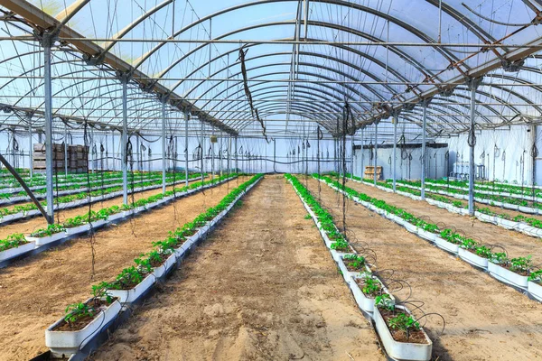 Flowering plants of tomatoes growing in the pots, inside giant p — Stock Photo, Image