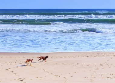 İki köpek doğurmak-in İrlandalı setter gitmek eğlenceli ve kumlu kıyı çalışma 