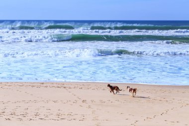 İki köpek doğurmak-in İrlandalı setter gitmek eğlenceli ve kumlu kıyı çalışma 