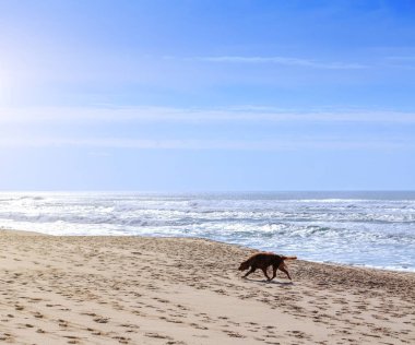 İrlandalı kanepe köpek doğurmak kumlu kıyı o yürüyüş gitmek