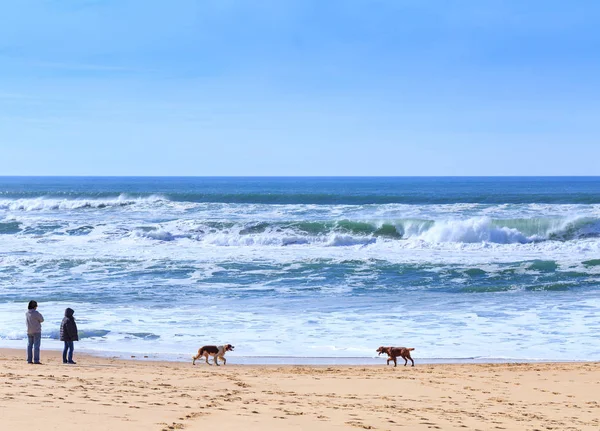 People, owners dogs breed of irish setter walking with their dog