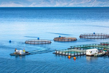 Deniz balık çiftliği. Kafeslerde balık yetiştiriciliği dorado ve levrek için. Wo