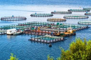 Deniz balık çiftliği. Kafeslerde balık yetiştiriciliği dorado ve levrek için. Wo
