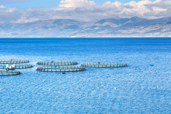 Granja de peces marinos. Jaulas para piscicultura dorado y lubina. El wo — Foto de Stock