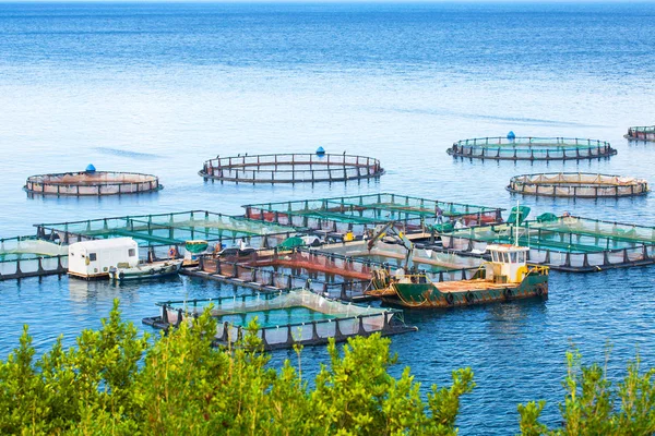 Pescheria marina. Gabbie per allevamento ittico dorado e fondo marino. Il wo — Foto Stock