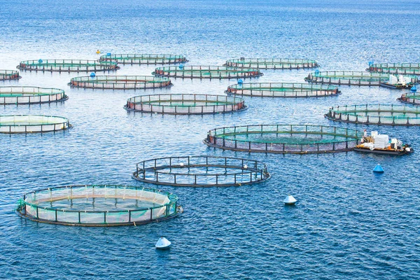 海鱼养殖场。鱼类养殖的网箱和鲈鱼。的窝 — 图库照片