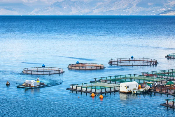 Pescheria marina. Gabbie per allevamento ittico dorado e fondo marino. Il wo — Foto Stock