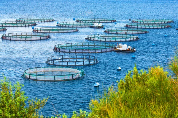 Sea fish farm. Cages for fish farming dorado and seabass. The wo — Stock Photo, Image