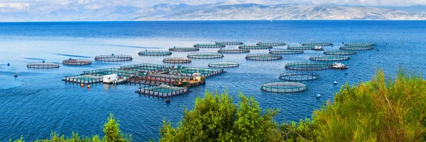 海鱼养殖场。鱼类养殖的网箱和鲈鱼。的窝 — 图库照片