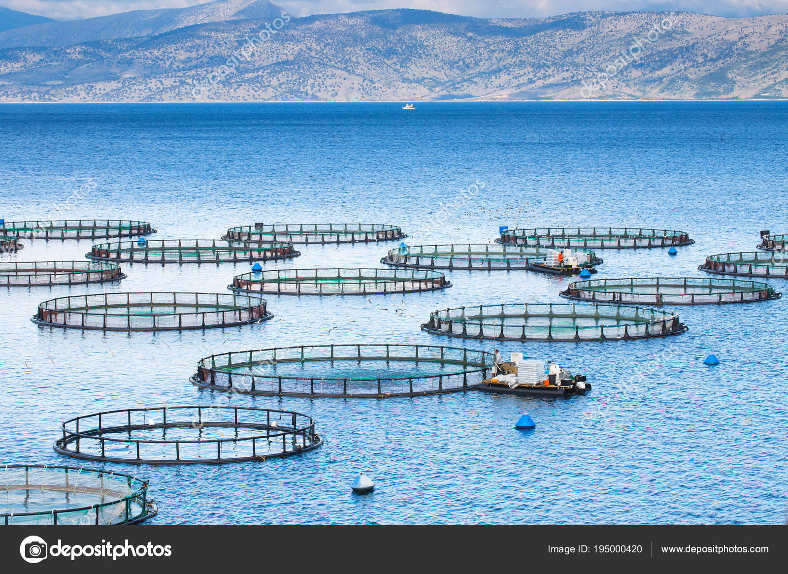 Sea fish farm. Cages for fish farming dorado and seabass. The wo — Stock  Photo © Sodel_Vladyslav #195000420