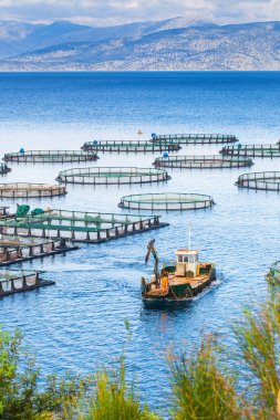 Deniz balık çiftliği. Kafeslerde balık yetiştiriciliği dorado ve levrek için. Wo