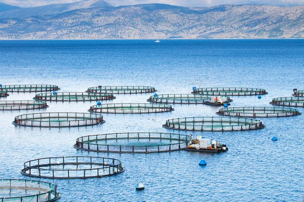 바다 물고기 농장입니다. 농업도 라도 및 바다 농 어 물고기의 케이지 Wo — 스톡 사진