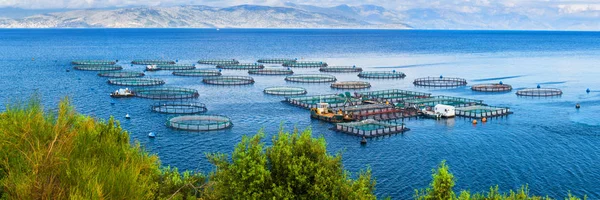 Sea fish farm. Cages for fish farming dorado and seabass. The wo