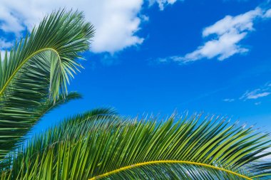 Mavi gökyüzü arka plan avuç içi yapraklarda