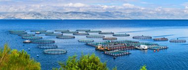 Deniz balık çiftliği. Kafeslerde balık yetiştiriciliği dorado ve levrek için. Wo
