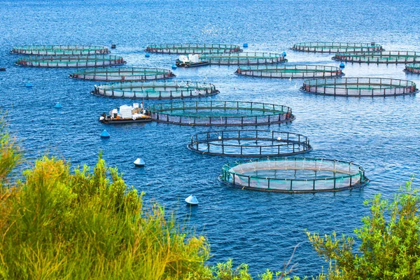 美丽的夏日全景海景。对海岸线的看法成 — 图库照片