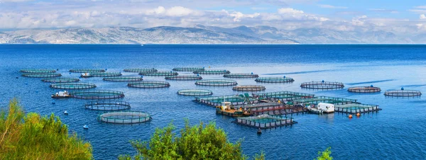 Sea fish farm. Cages for fish farming dorado and seabass. The wo — Stock Photo, Image