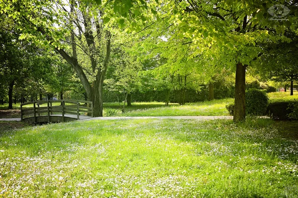 Paisaje Verde Del Parque — Foto de Stock