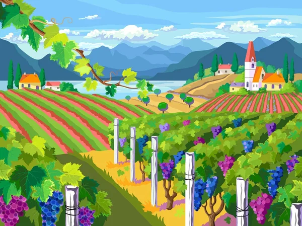 Rural landscape. Vineyard and grapes bunches. — Stock Vector