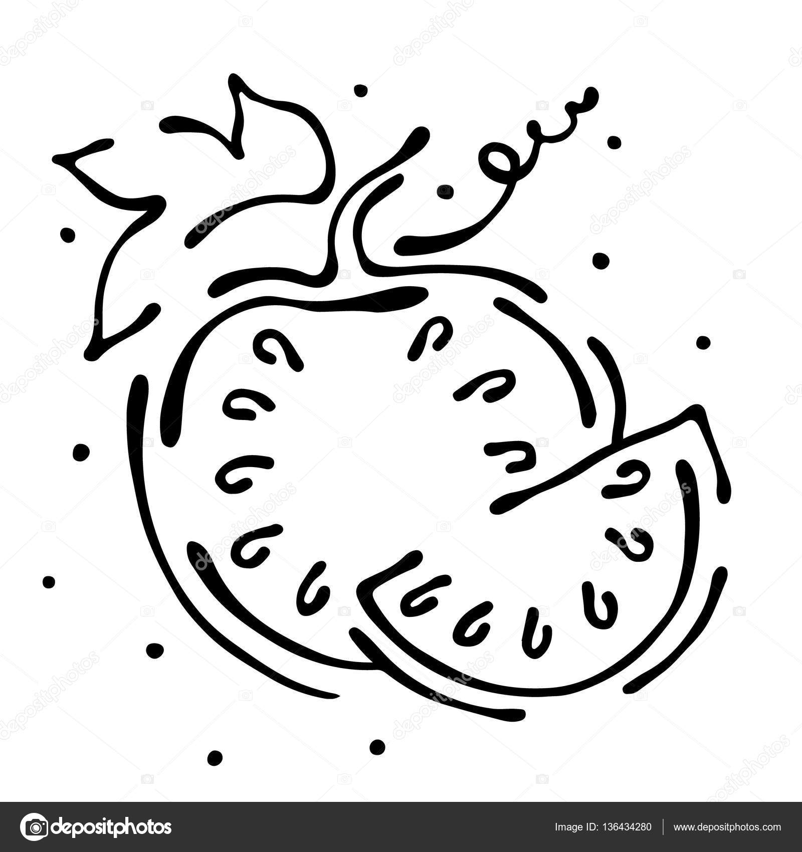 Illustrazione della frutta di vettore Anguria con foglie elementi decorativi isolati su sfondo bianco Linee di contorno disegnato a mano e colpi