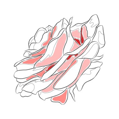 Elin vektör grafik çizimi güzel bir gül izole edilmiş siyah beyaz, pembe renkli çizim çizimi, sanat. Kartlar, arkaplanlar için yazdır