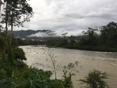 Peru 'daki Manu Ulusal Parkı manzarası, yağmur ormanlarının doğal arka planı, ağaçlar, bitkiler, yapraklar. Yeşil doğal vahşi tropikal manzara