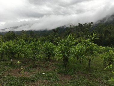 Peru 'daki Manu Ulusal Parkı manzarası, yağmur ormanlarının doğal arka planı, ağaçlar, koka bitkileri, yapraklar. Yeşil doğal vahşi tropikal manzara