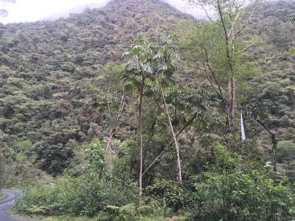 Landscape National Park Manu Peru Natural Outdoor Background Rainforest Trees — Stock Photo, Image