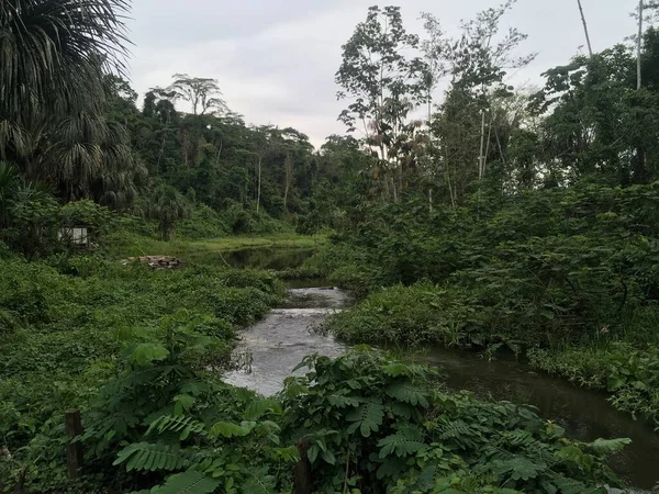 Paisaje Del Parque Nacional Manu Perú Fondo Natural Aire Libre — Foto de Stock