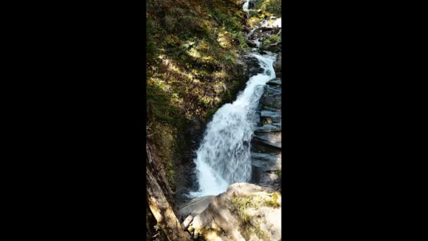 Piękny długi strumień płynący w lesie — Wideo stockowe