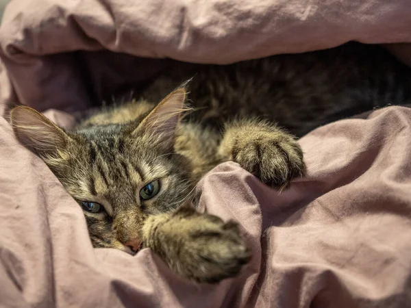 Piękny kot domowy leży pod kołdrą na łóżku — Zdjęcie stockowe