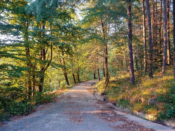 Estrada na floresta repleta de folhas amarelas no outono — Fotografia de Stock