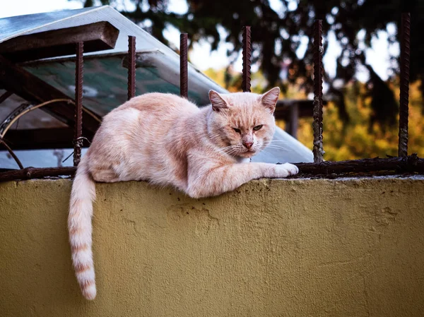 Боротьба вуличної червоної кішки з шрами лежить на паркані — стокове фото