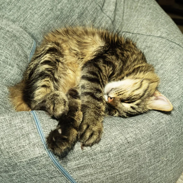Gato doméstico dorme em uma poltrona saco cinza — Fotografia de Stock