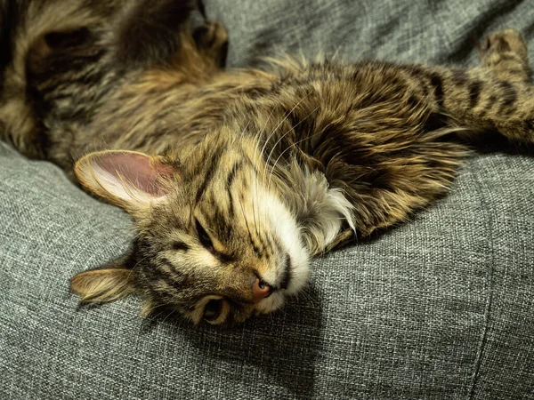 Domestic cat sleeps on a gray bag armchair — Stock Photo, Image